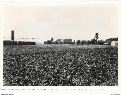 DE PINTE  BEGONIAVELDEN  FLORASTRAAT     2 SCANS