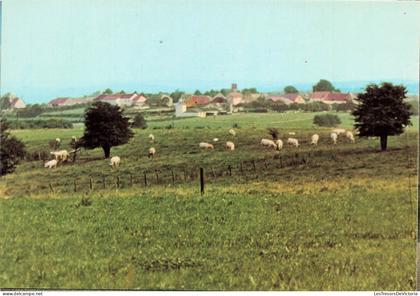BELGIQUE - Fauvillers - Centre - Troupeau - Mouton - Champ - Village - Verdure - Edit Smetz - Carte postale