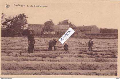 Keerbergen : la récolte des asperges