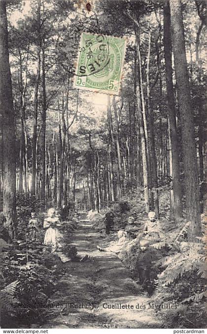 Belgique - ORROIR Mont de l'Enclus (Hainaut) Cueillette des Myrtilles