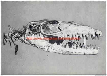Vertébrés fossiles - Prognathosaure - Institut royal des Sciences naturelles de Belgique - Brussel-Musea