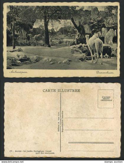 Anvers Antwerpen Grand parc des ruminants, Camels Llamas Old Postcard Dierentuin