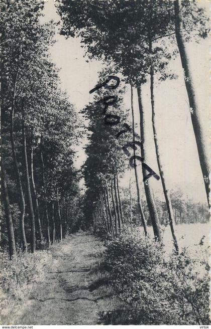 Bosweg te Tongerlo   ( Nels-Thill  nr 1 )  Tongerlo - Westerlo