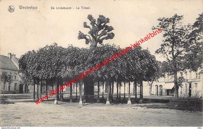 Westerloo - De Lindeboom - Le Tilleul - Westerlo