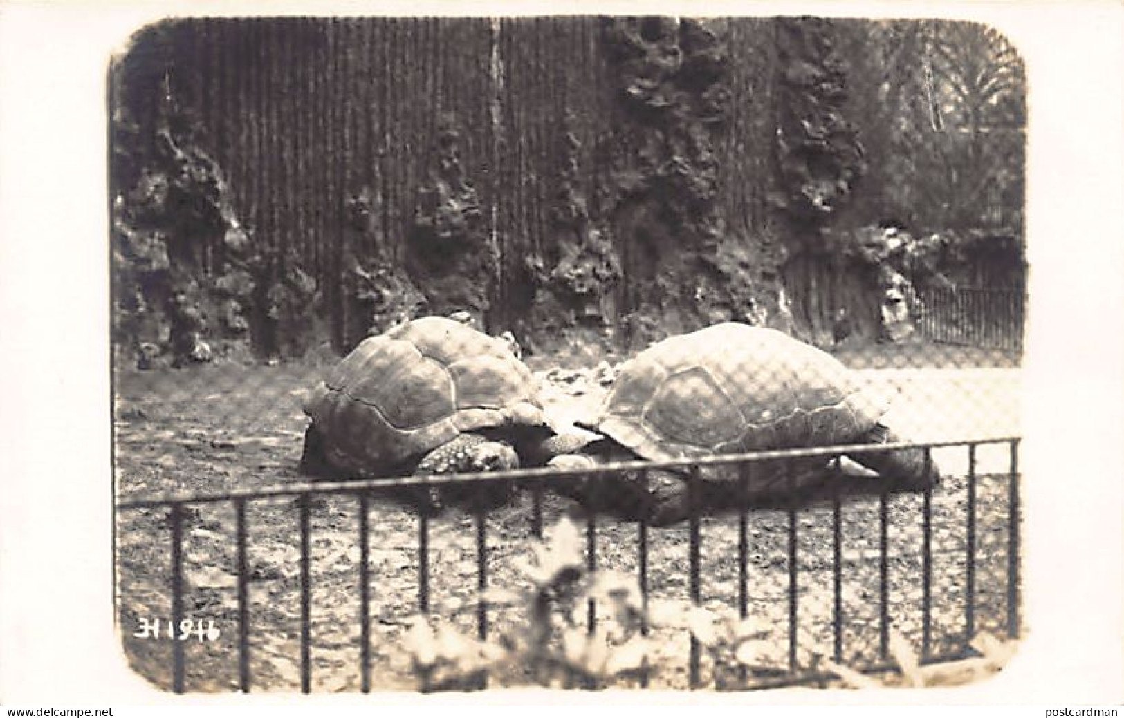 België - ANTWERPEN - De schildpadden van de dierentuin tijdens de Eerste Wereldoorlog - FOTOKAART