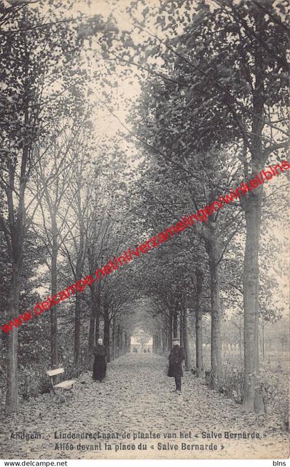 Lindendreef naar de plaats van het Salve Bernarde - Affligem