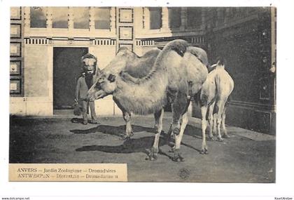 Antwerpen - Dierentuin - Dromedarissen.