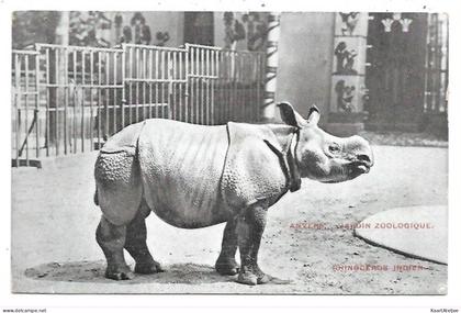Antwerpen - Dierentuin - Rhinoceros Indien.