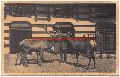 Wapiti herten - dierentuin - Antwerpen