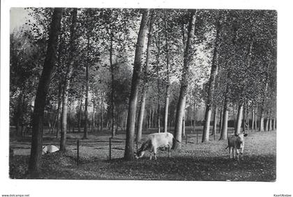 Waremme - Les Prairies du Geer.