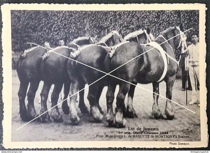 BRAIVES Lot de juments 1er prix Concours 1933 Prop M. le Comte de MAROTTE de MONTIGNY CP édit. Le Sillon Belge La Hulpe