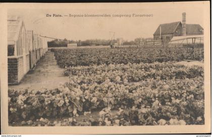 DE PINTE        BEGONIA BLOEMENVELDEN ( OMGEVING FLORASTRAAT )