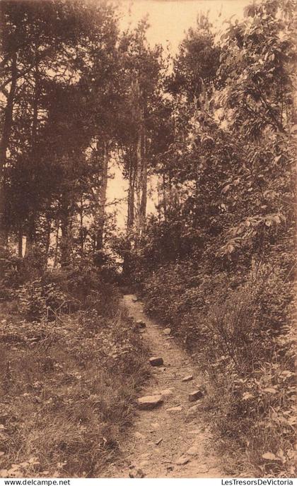 BELGIQUE - Erezée - Sous-Bois - Carte Postale