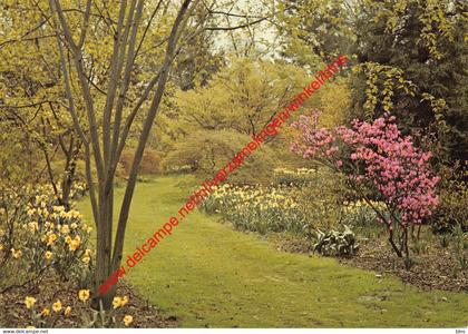 Arboretum - esdoorns in de lente - Kalmthout