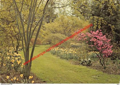 Arboretum - esdoorns in de lente - Kalmthout