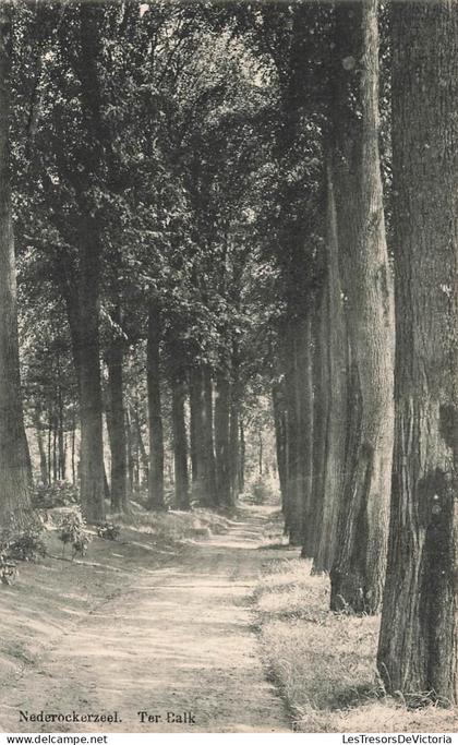 [-5%] BELGIQUE - Nederockerzeel - Ter Balk - Allée - Chemin - Bois - Arbre - Nature - Paysage - Rural - Carte postale an
