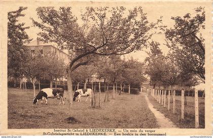 [-5%] BELGIQUE - St Gabriel te Liedekerke - Een hoekje in den boomgaard - Ed Belge Bx - Vache - Carte Postale Ancienne