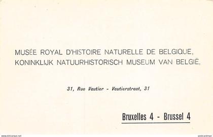 Belgique - BRUXELLES - Musée Royal d'Histoire Naturelle de Belgique - 31 rue Vautier