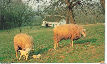 CPSM Un coin paisible du Brabant Flamand-Une vieille ferme-Moutons       L3832