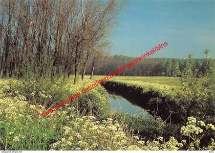 De Durmemeersen met fluitekruid - Waasmunster