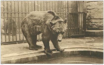 ANTWERPEN - Dierentuin - Bruine Beer