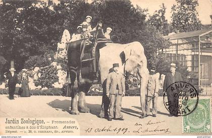 België - ANTWERPEN - Olifantenrit voor kinderen in de dierentuin