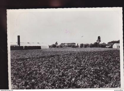 DE  PINTE   FOTOKAART   BEGONIAVELDEN FLORASTRAAT   ,,   2 SCANS