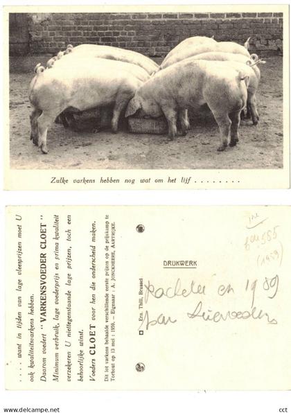 Deerlijk  Zulke varkens hebben nog wat om het lijf en dit dank zij VOEDERS CLOET  2 PK  COCHON VARKEN