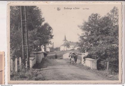 cpsm  BODANGE SUR SURE  vache