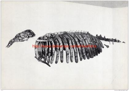 Vertébrés fossiles - Dugong de Boom - Institut royal des Sciences naturelles de Belgique - Brussel-Musea