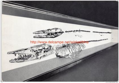 Vertébrés fossiles - Hainosaurus - Institut royal des Sciences naturelles de Belgique - Brussel-Musea