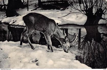 NASSOGNE - Jeune Cerf.