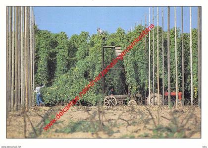 Hopoogst - hop picking - ceuillette du houblon - Poperinge