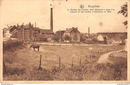BR55934 Brugelette Le rameau des Carmes belgium