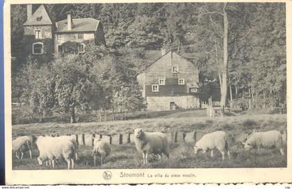 cpsm   stoumont    moutons  1951