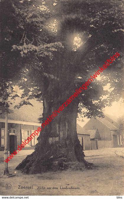 Zicht op den Lindenboom - Zoersel