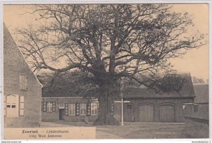 Zoersel. Lindenboom. *