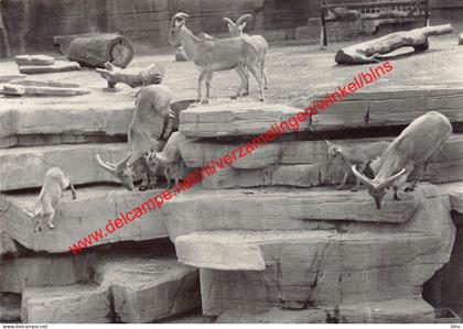 Dierentuin - Zoo - manenschapen - Antwerpen