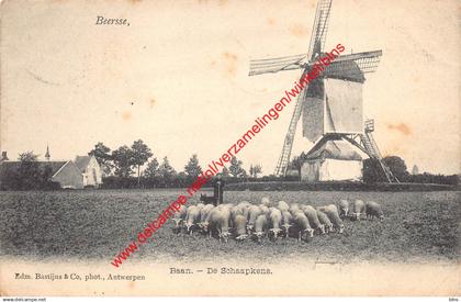 Beersse - Baan - De Schaapkens - Beerse