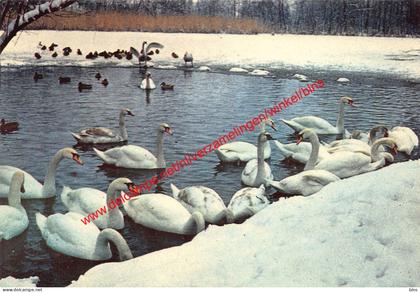 Donkmeer - de eendenkom - Berlare