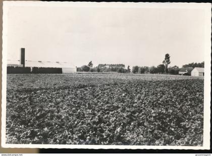 DE PINTE BEGONIAVELDEN   FLORASTRAAT     FOTOKAART