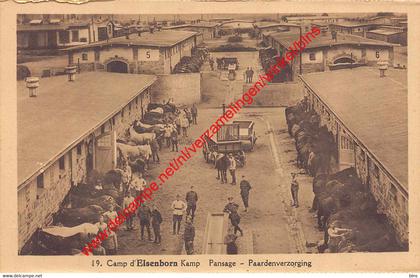Camp d'Elsenborn Kamp - paardenverzorging - pansage - Elsenborn (Kamp)