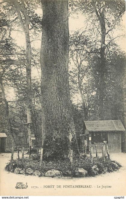 CPA Foret de fontainebleau le jupiter