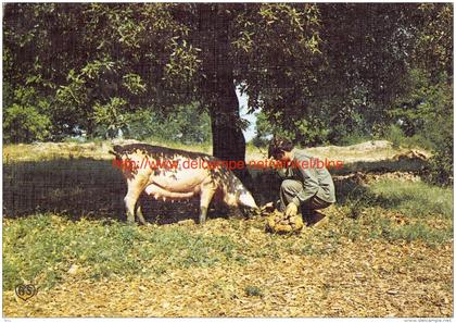 Le chercheur de truffes - Luik