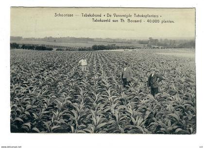 Schoorisse  Schorisse   Maarkedal   Tabaksbond De Vereenigde Tabaksplanters Tabaksveld  TABAK TOBACCO  METIER