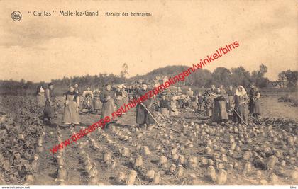 Melle-lez-Gand - Caritas - Récolte des betteraves - Melle