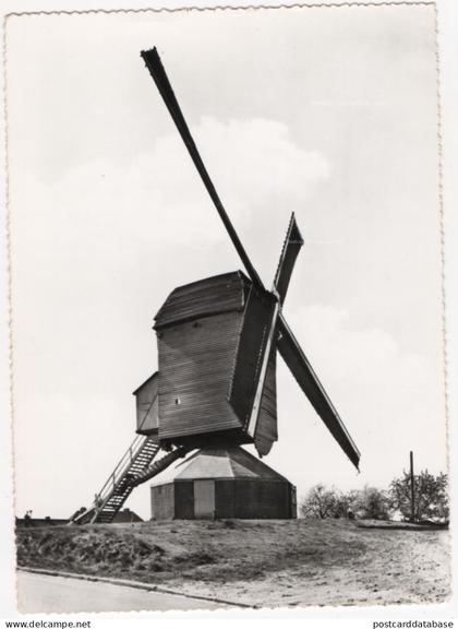 Tessenderlo - Molen - & windmill