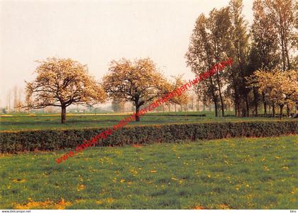 Vierhuizen - bloeiende boomgaard - Waasmunster