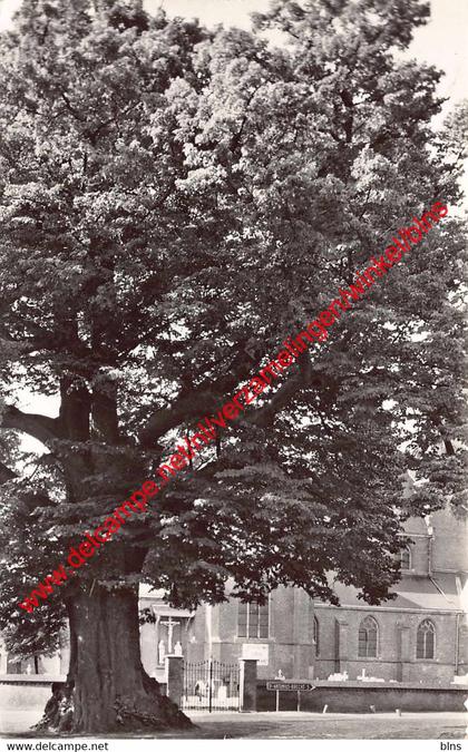 De Lindeboom - Zoersel