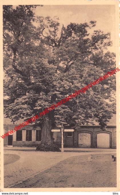 De Lindeboom - Zoersel